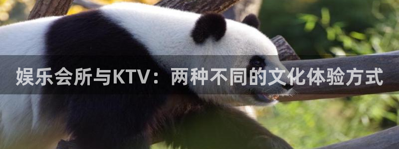 程极悦：娱乐会所与KTV：两种不同的文化体验方式