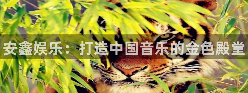 壹号玩家app下载：安鑫娱乐：打造中国音乐的金色殿堂